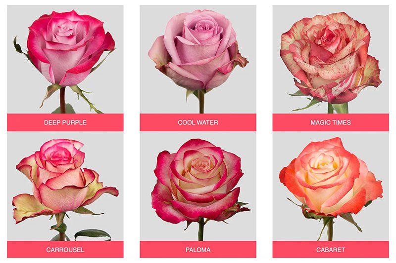 fotografía de catálogo de rosas, fotografía comercial realizada por el fotógrafo Alejandro Cajas, creador de AC Studio